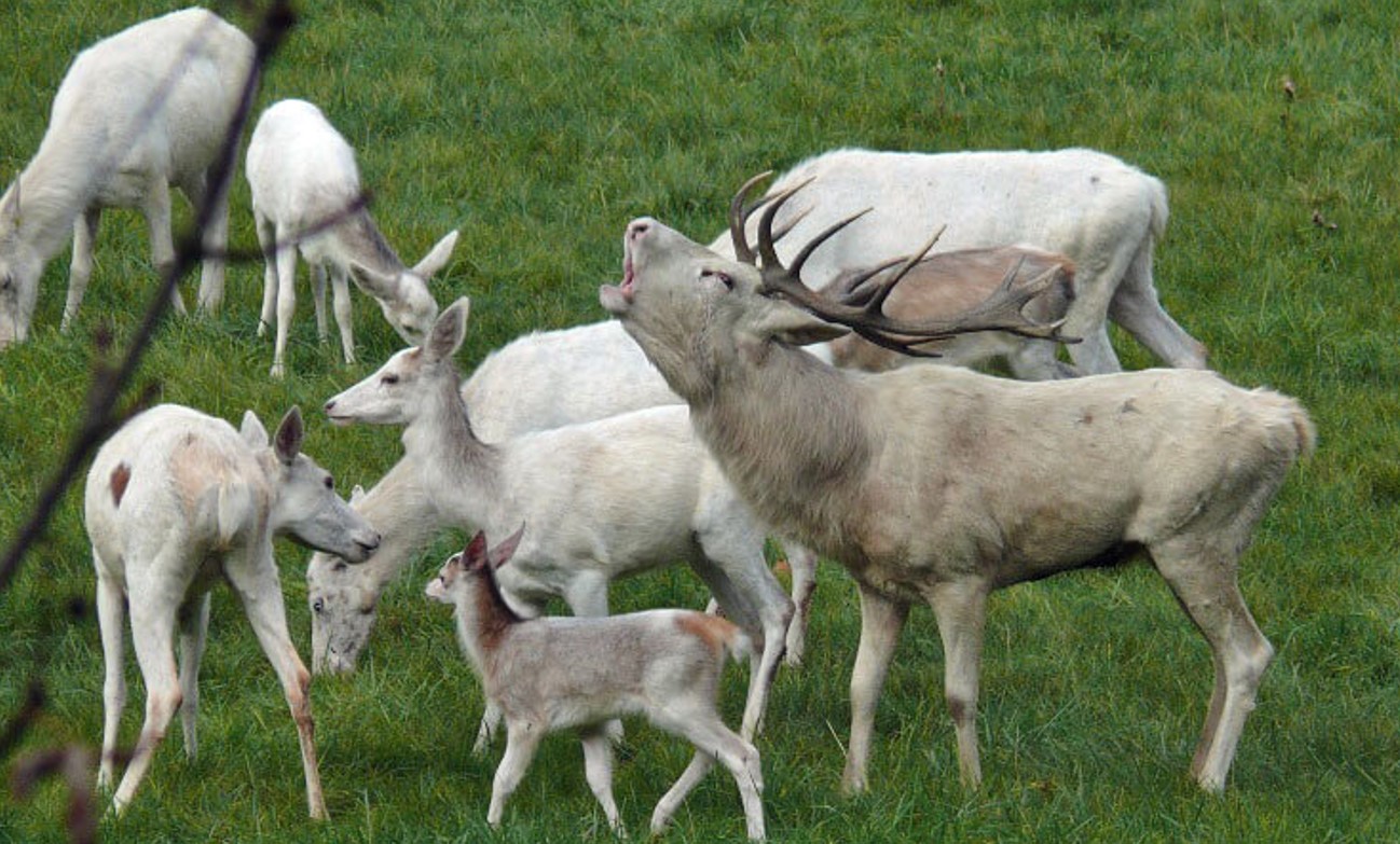 White stag.jpg