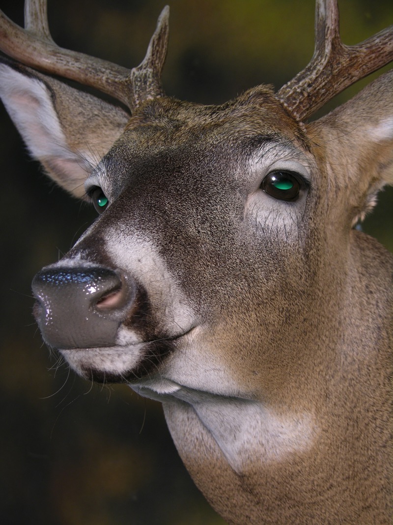 Whitetail_Deer%20_Taxidermy_8.jpg