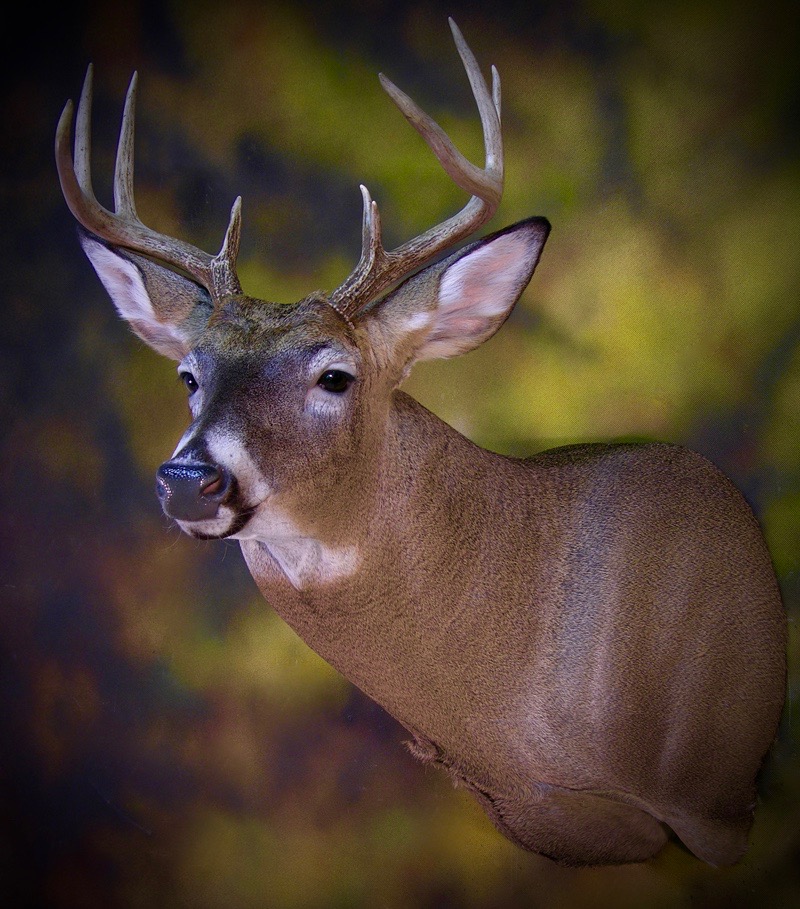 Whitetail_Deer _Taxidermy_2 (3).jpg