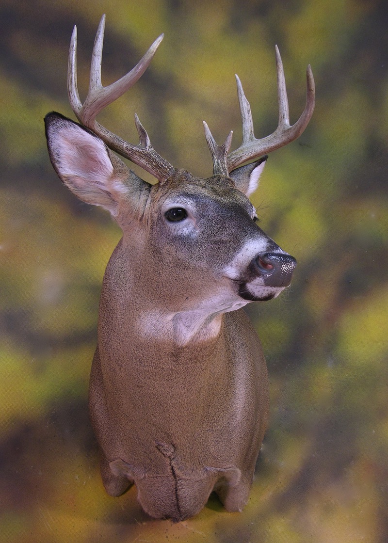 Whitetail_Deer _Taxidermy_3.jpg