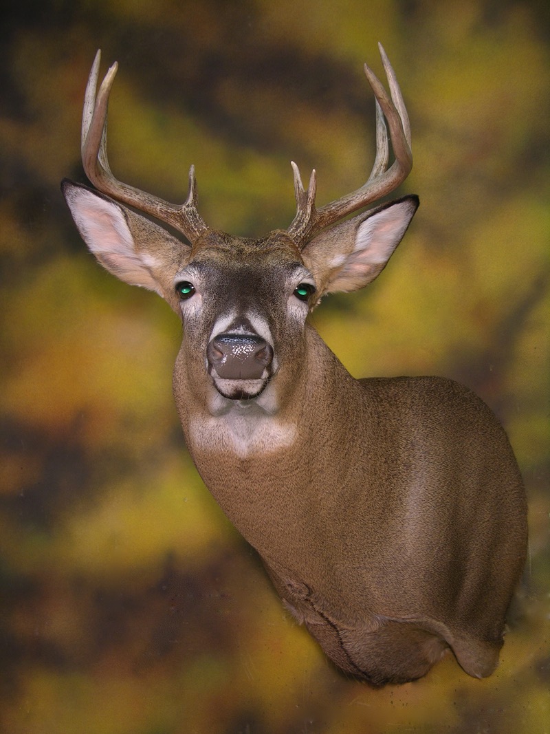 Whitetail_Deer _Taxidermy_4.jpg