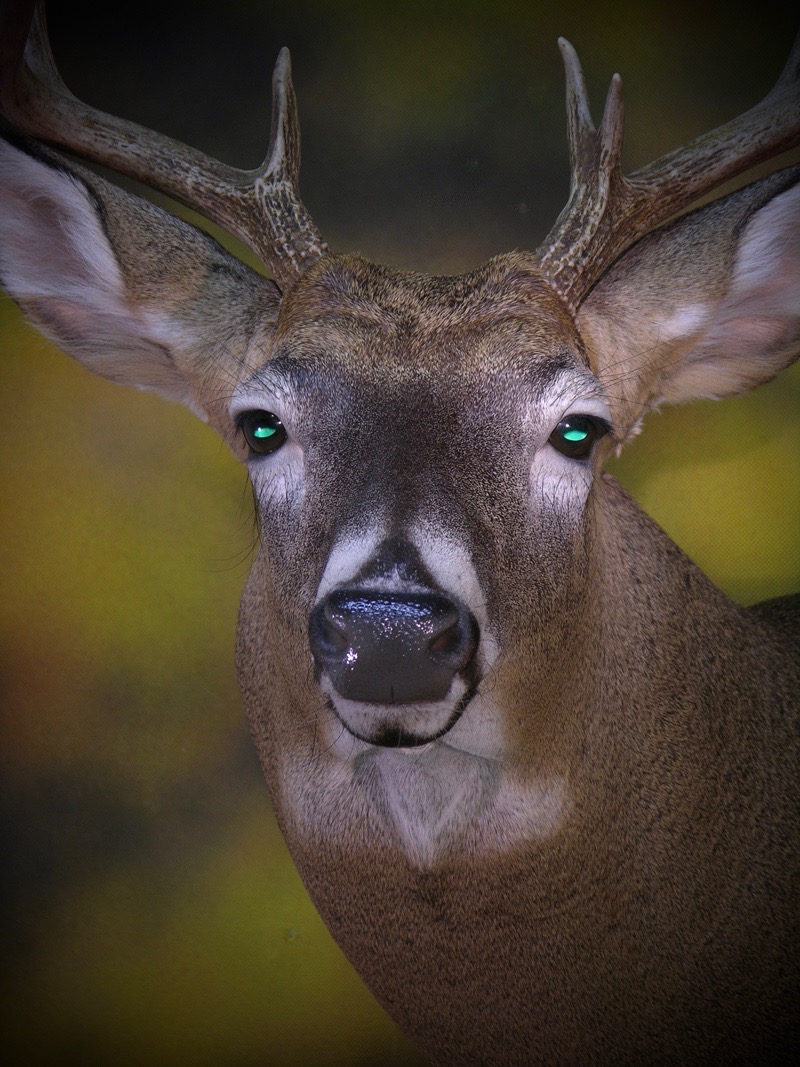 Whitetail_Deer _Taxidermy_5.jpg