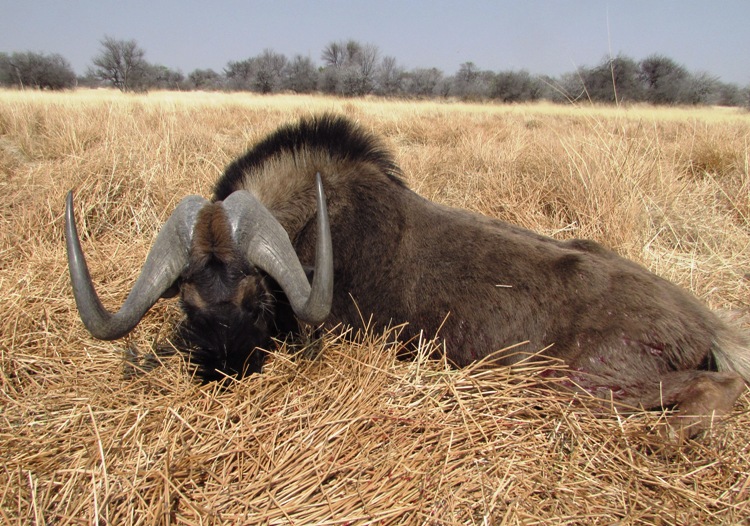 wildebeest 00.JPG