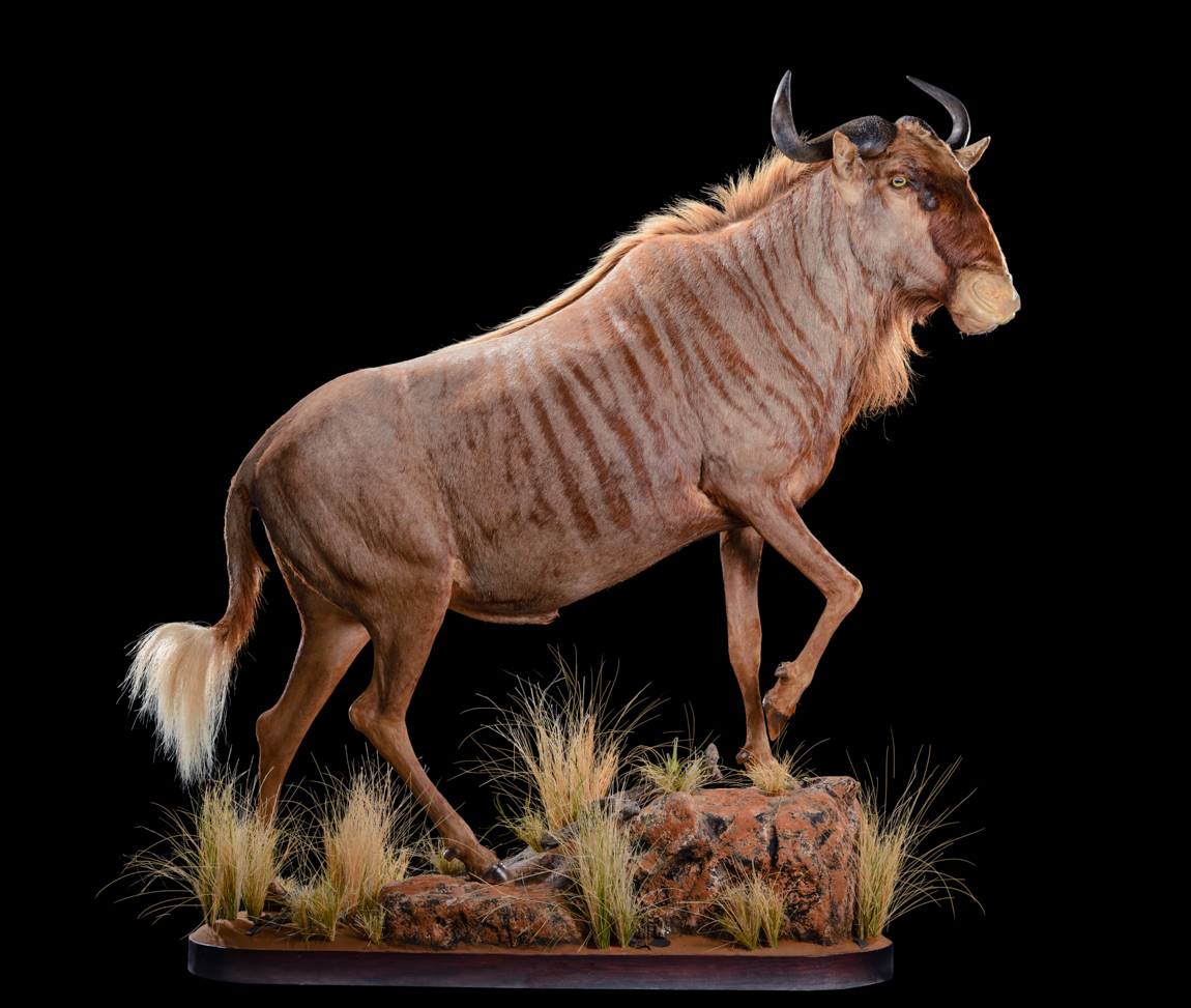 Wildebeest Golden Fullmount - GG193.jpg