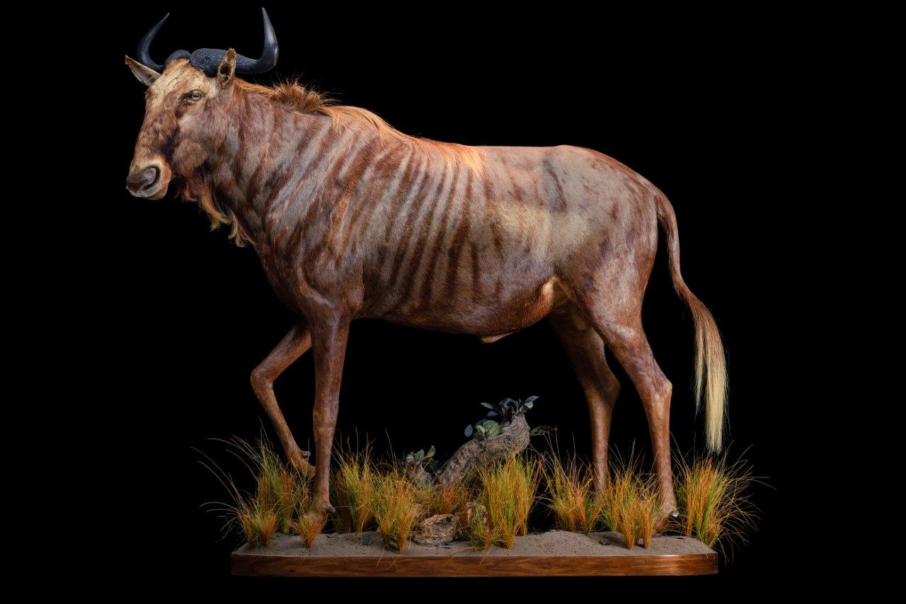 Wildebeest Golden Fullmount - HH014.jpg