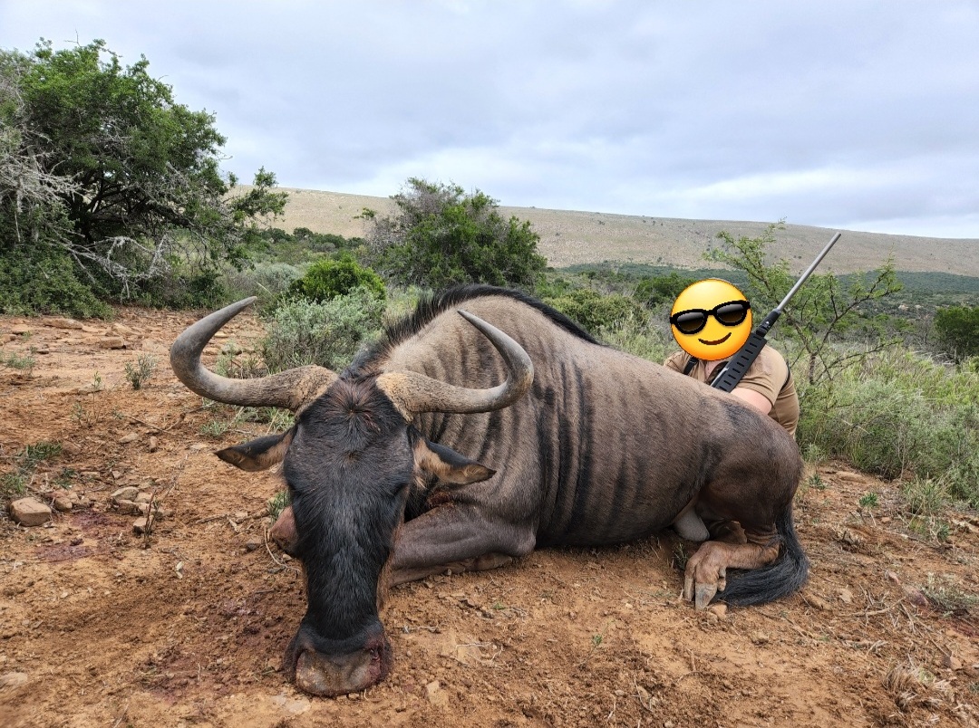 Wildebeest.jpg