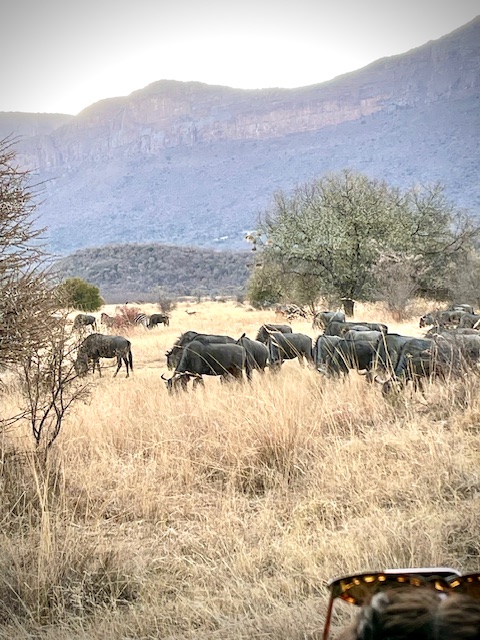 Wildebeest.jpg