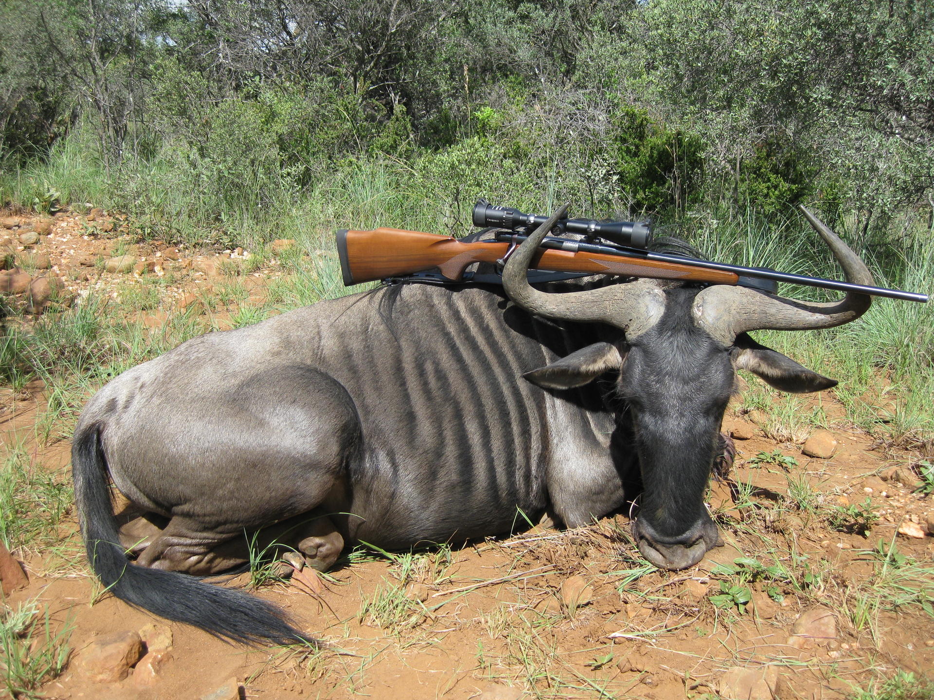 Wildebeest15.jpg