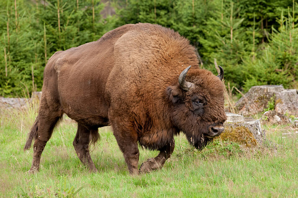 Wisent bull.jpg