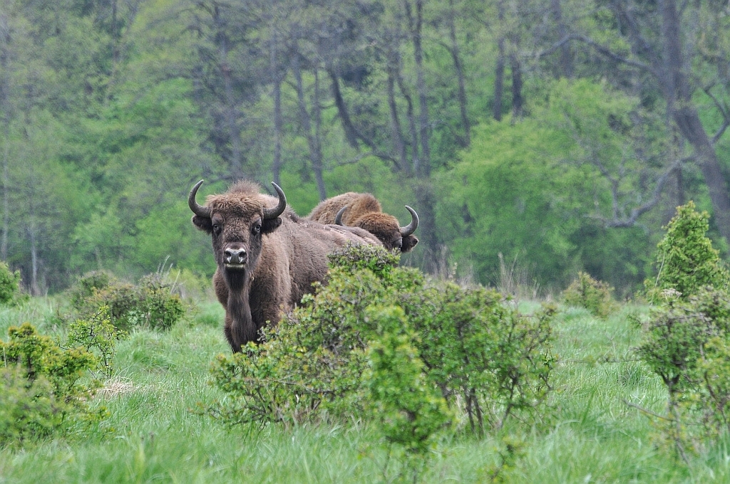 Wisent.jpg