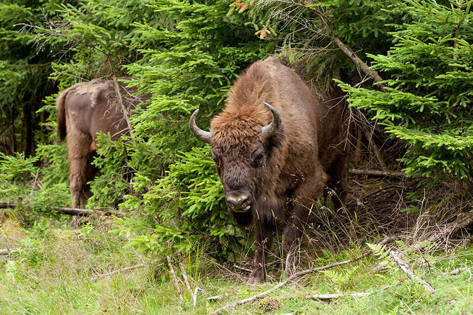 Wisent.jpg