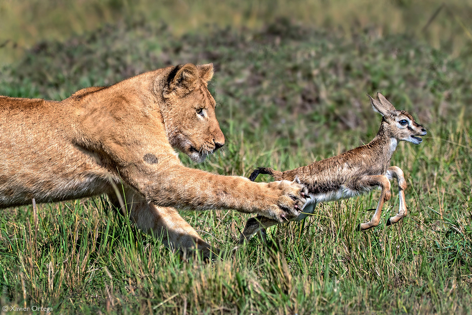 Xavier-Ortega_Junior-Hunter_Masai-Mara-Kenya.jpg