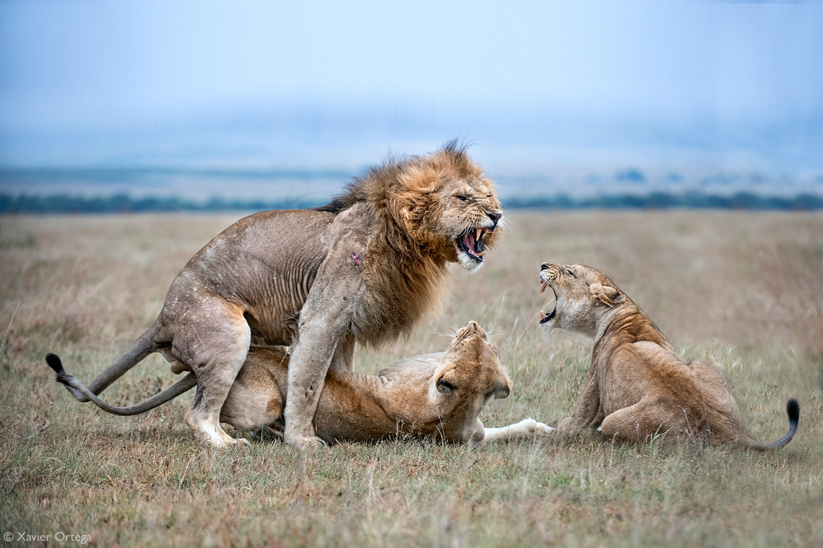 Xavier-Ortega_Wild-love_Masai-Mara-Kenya.jpg