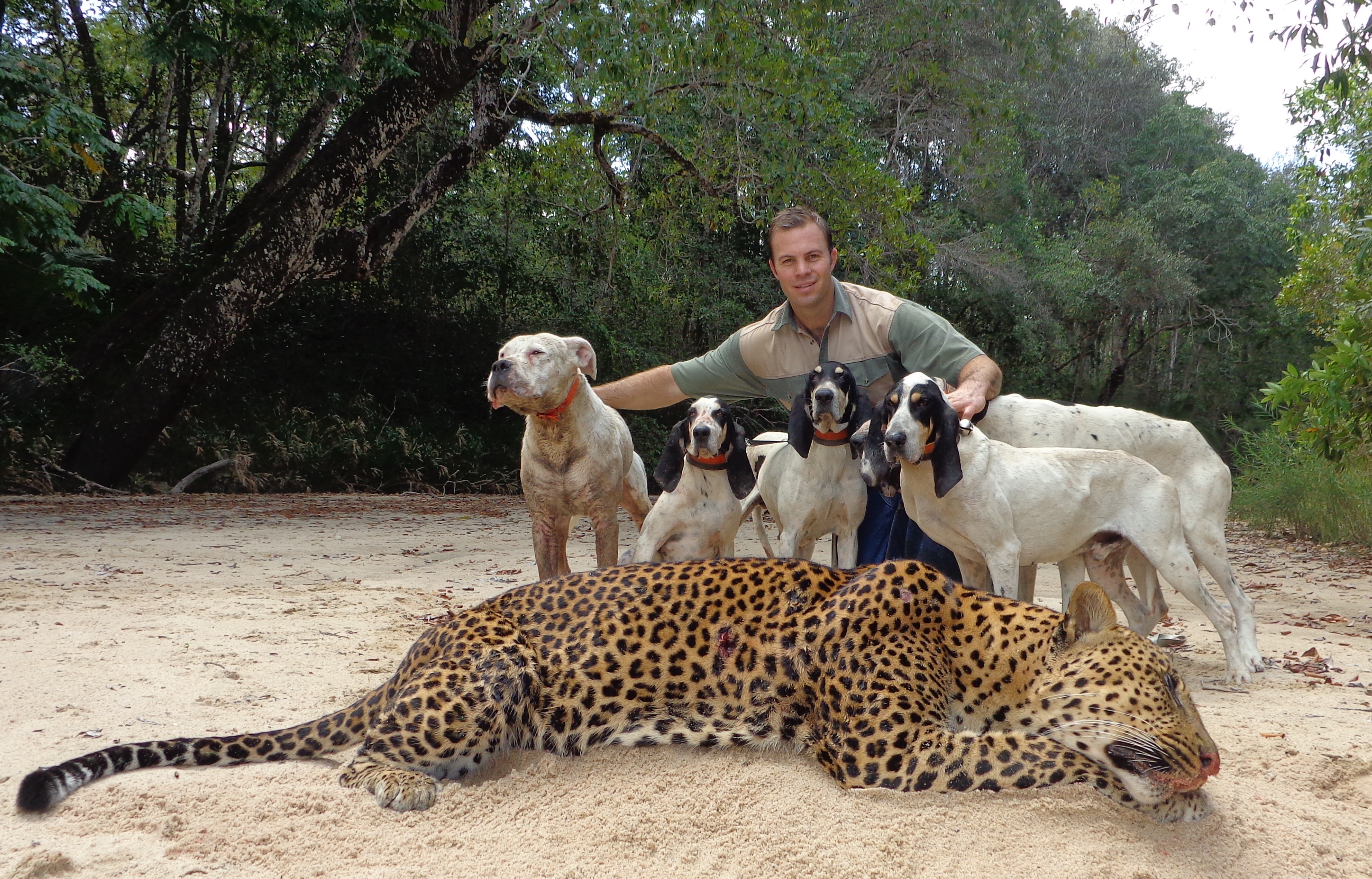 Xosha Bushveld Hounds - Mozambique Sofala.jpg