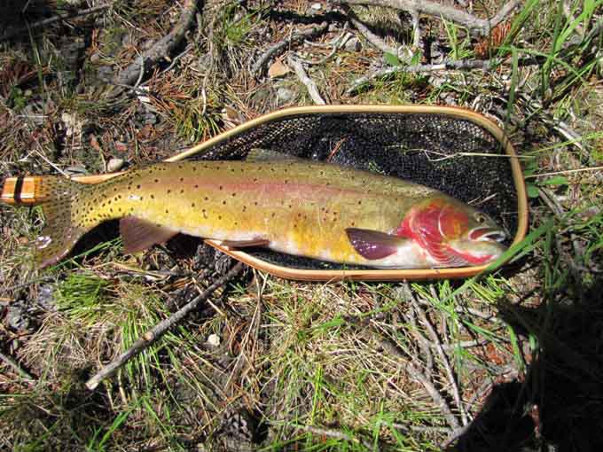 Yellowstone River Cuttthroat.jpg