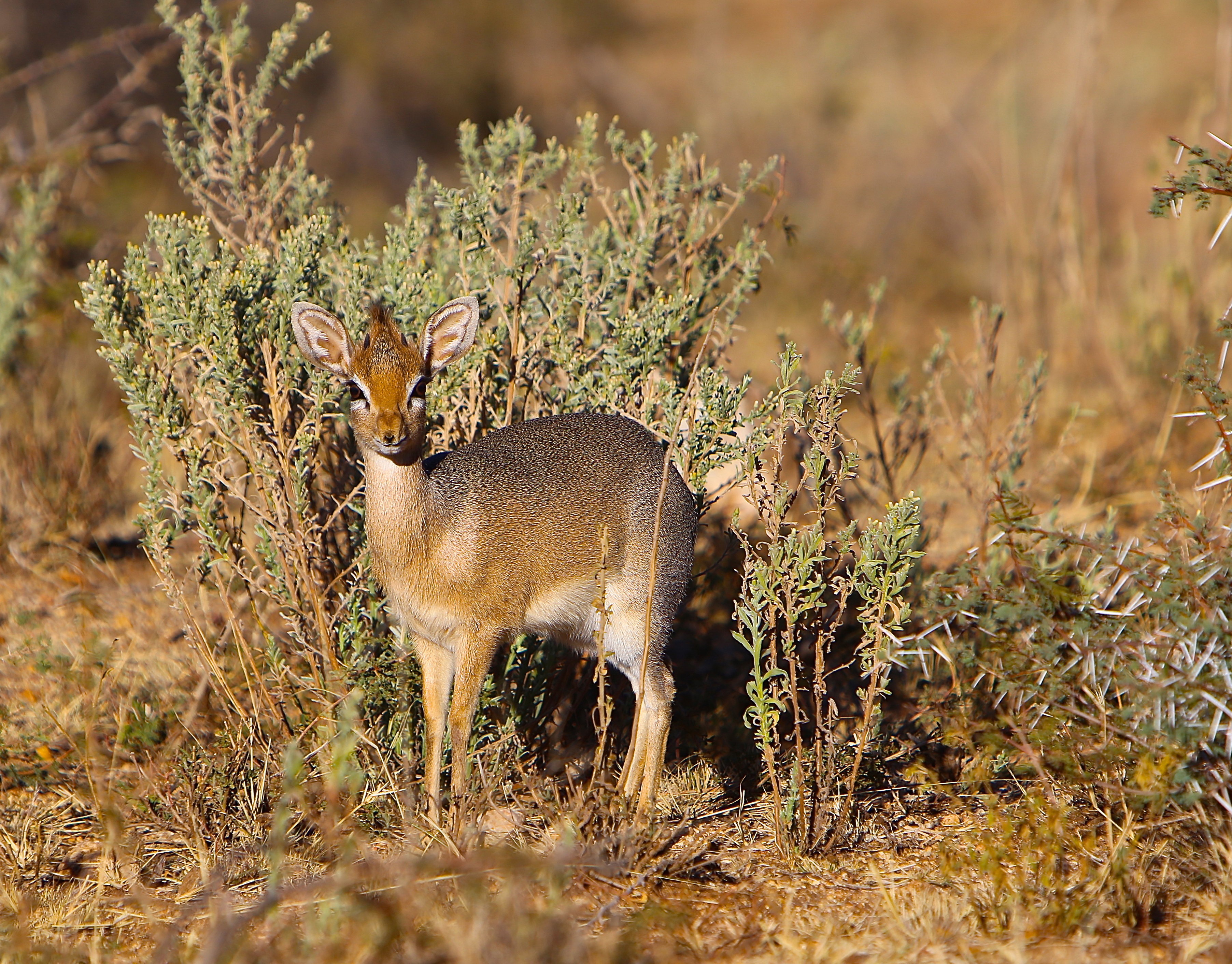 YOUNG DIK DIK.jpg