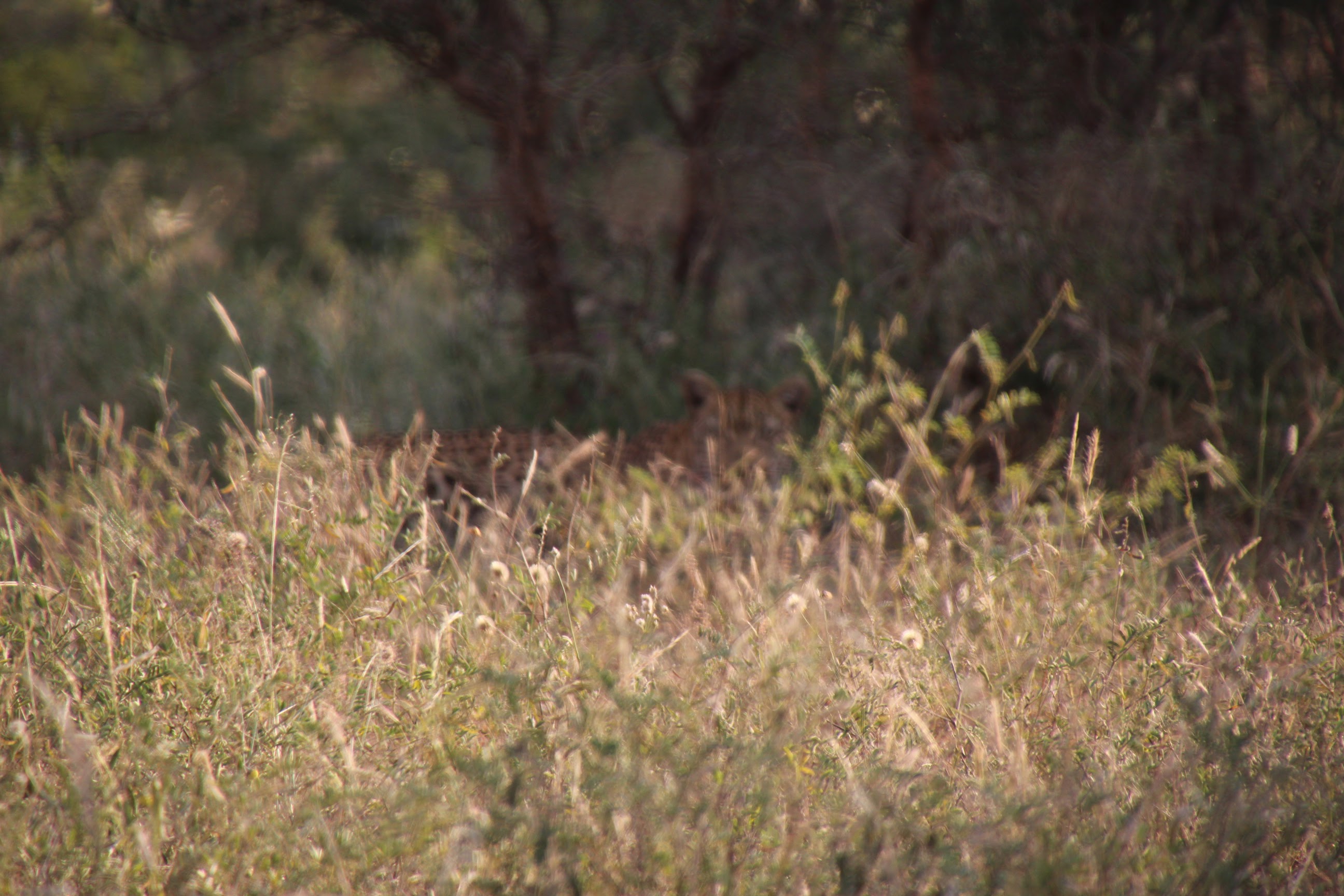 Young Leopard in grass daylight Sprear April.JPG