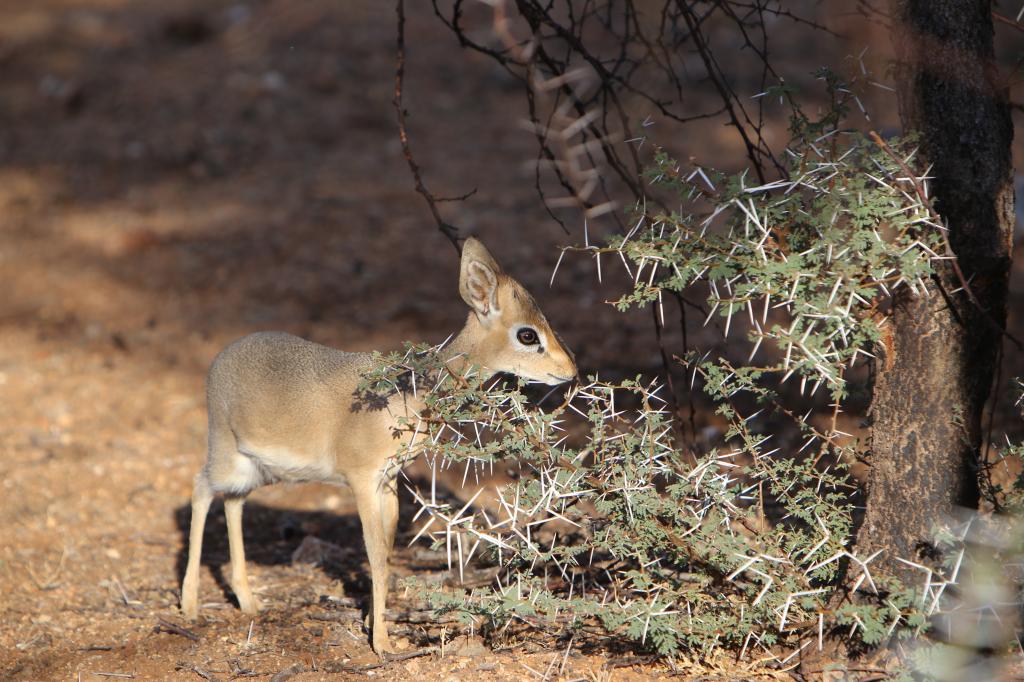 youngdikdik_zps4a25f572.jpg