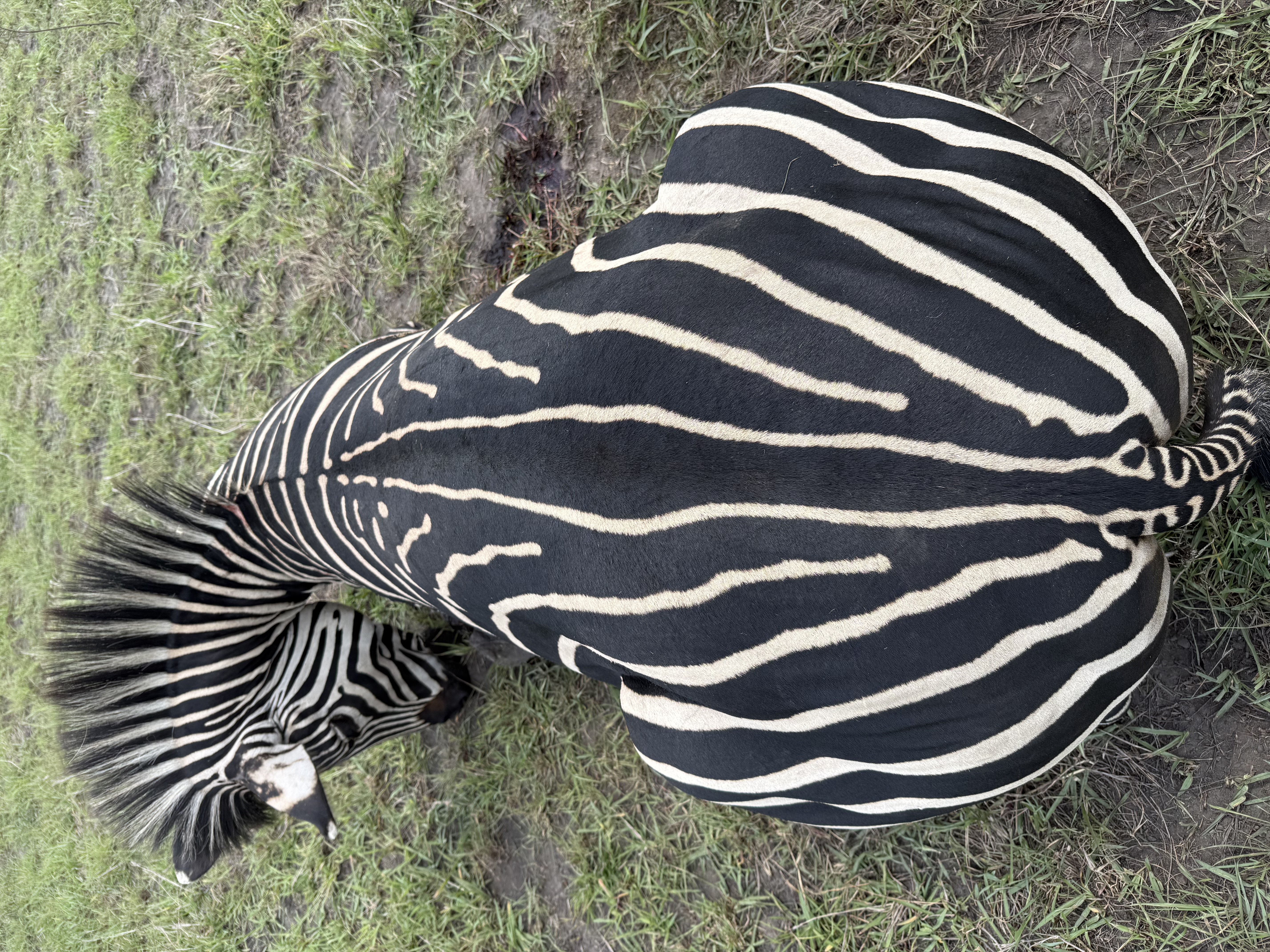 zebra back.jpg