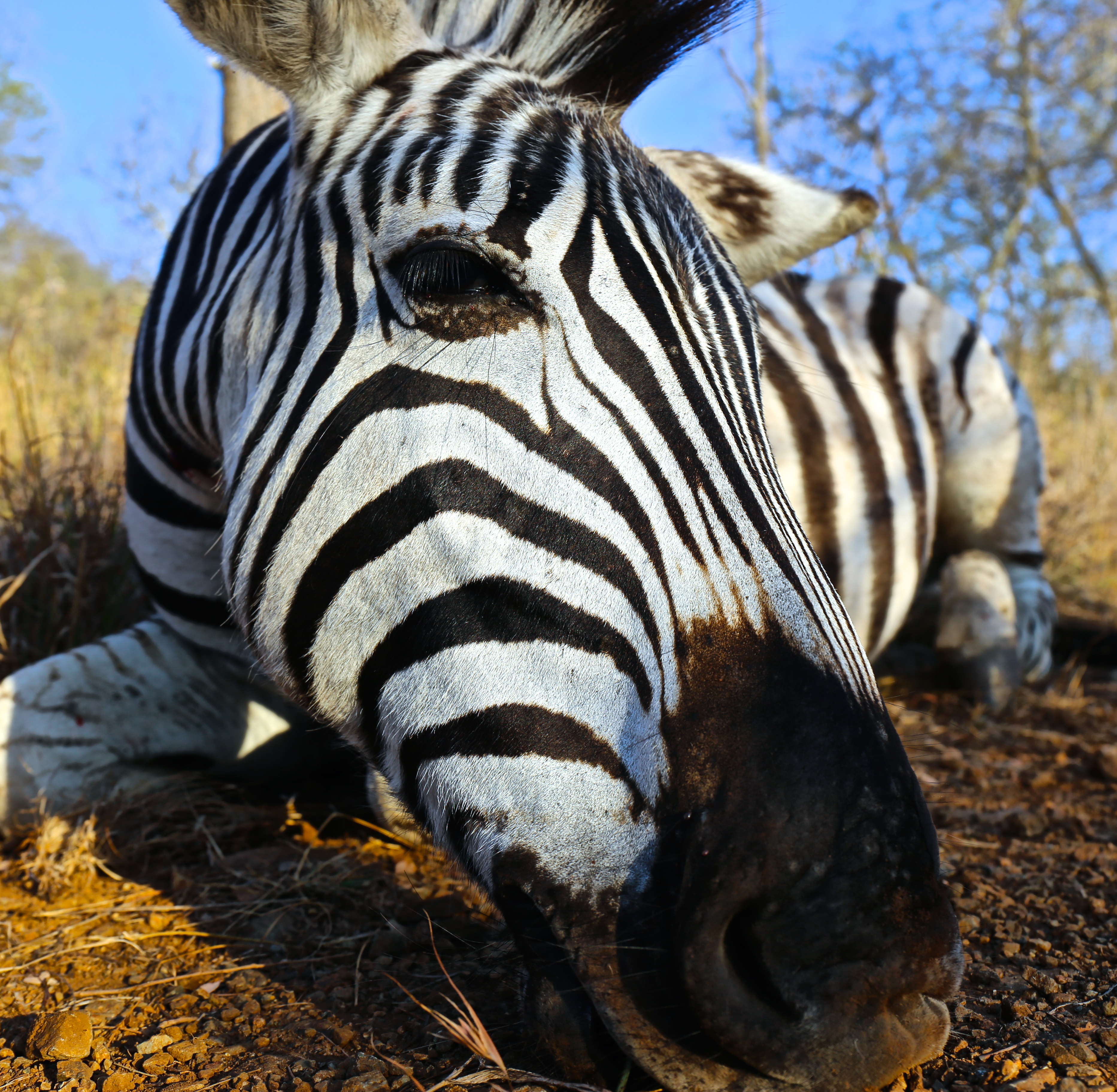 ZEBRA FACE.jpg