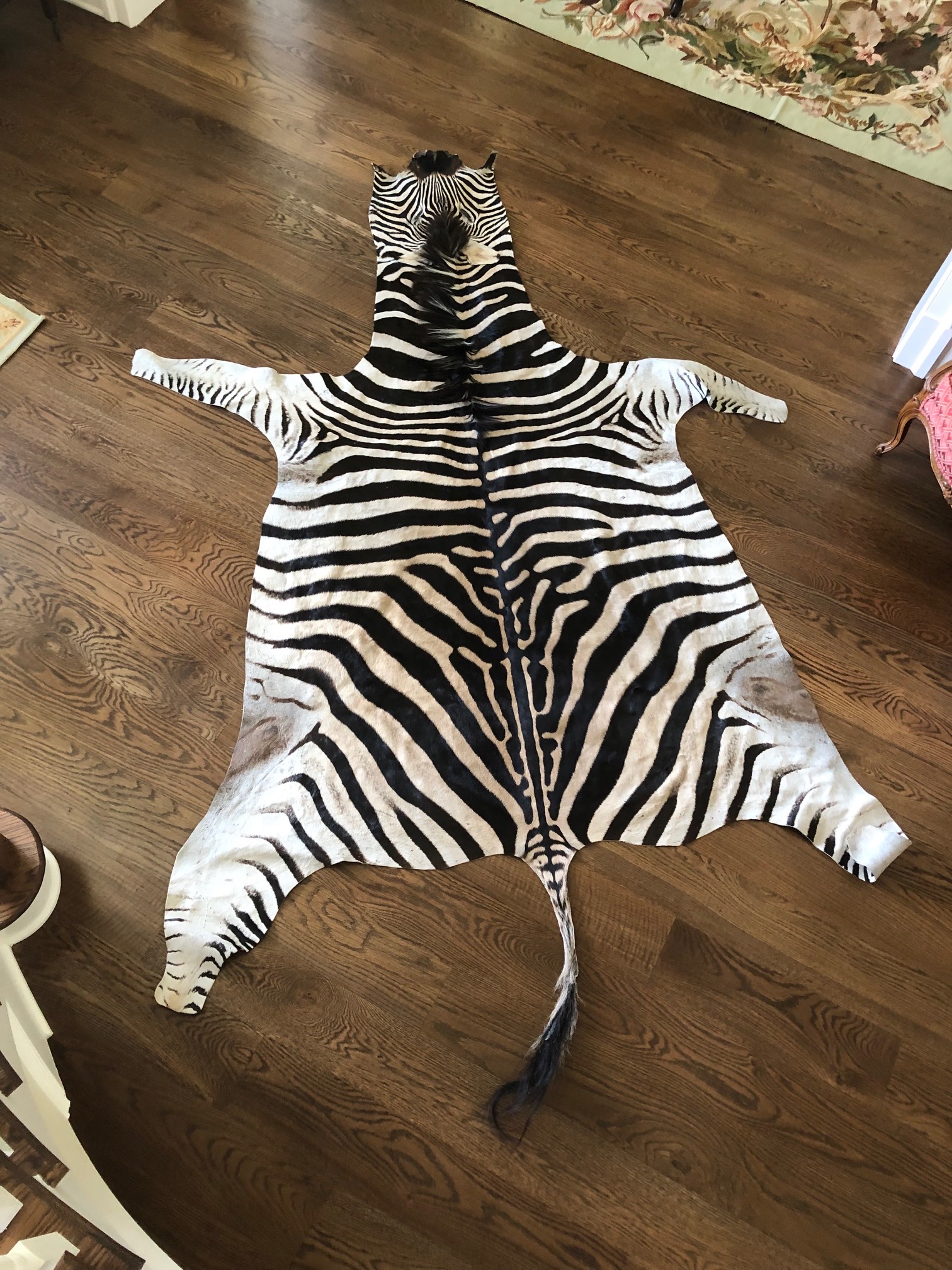 Zebra flatskin July 26 2019.jpg