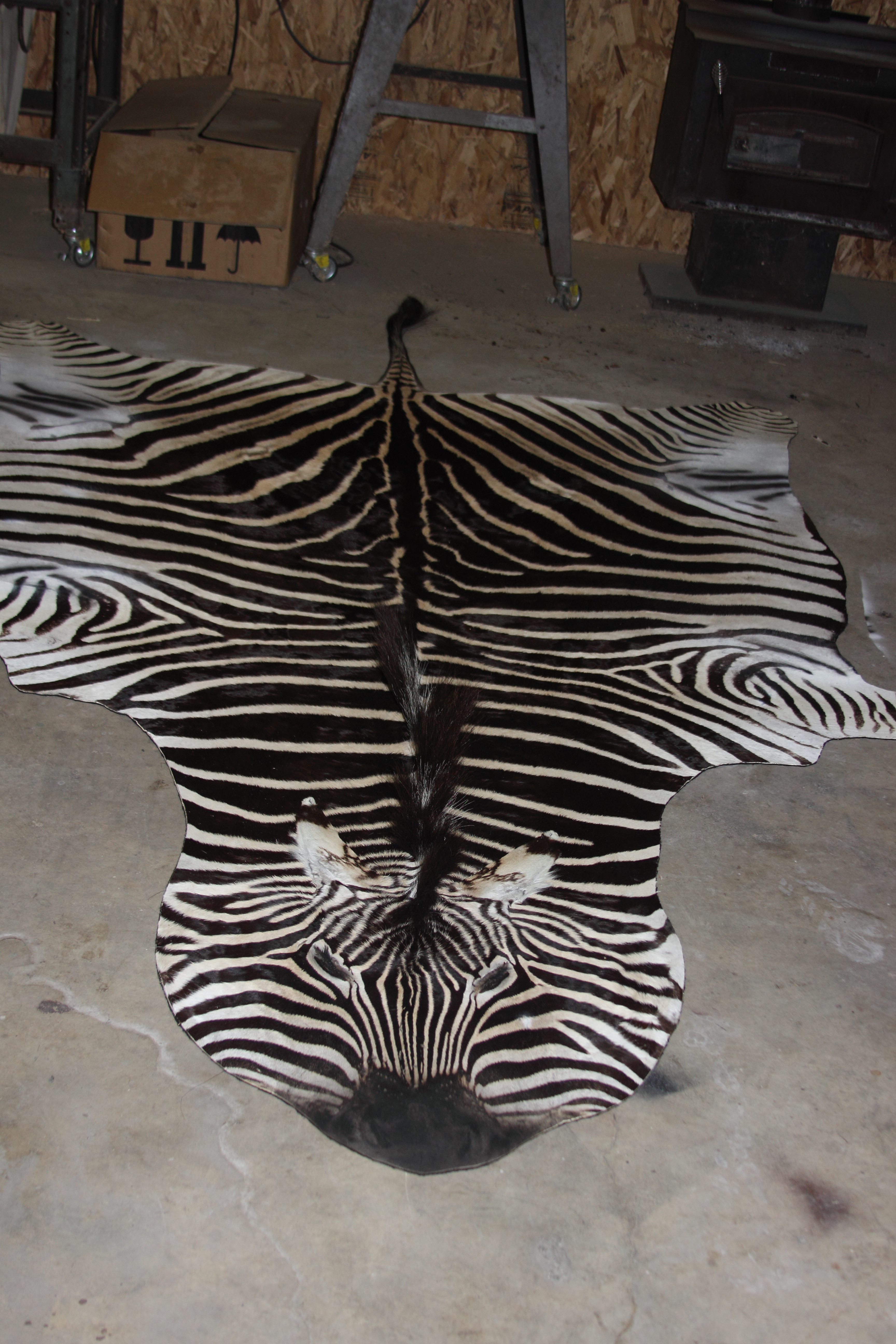 zebra full body (2).jpg