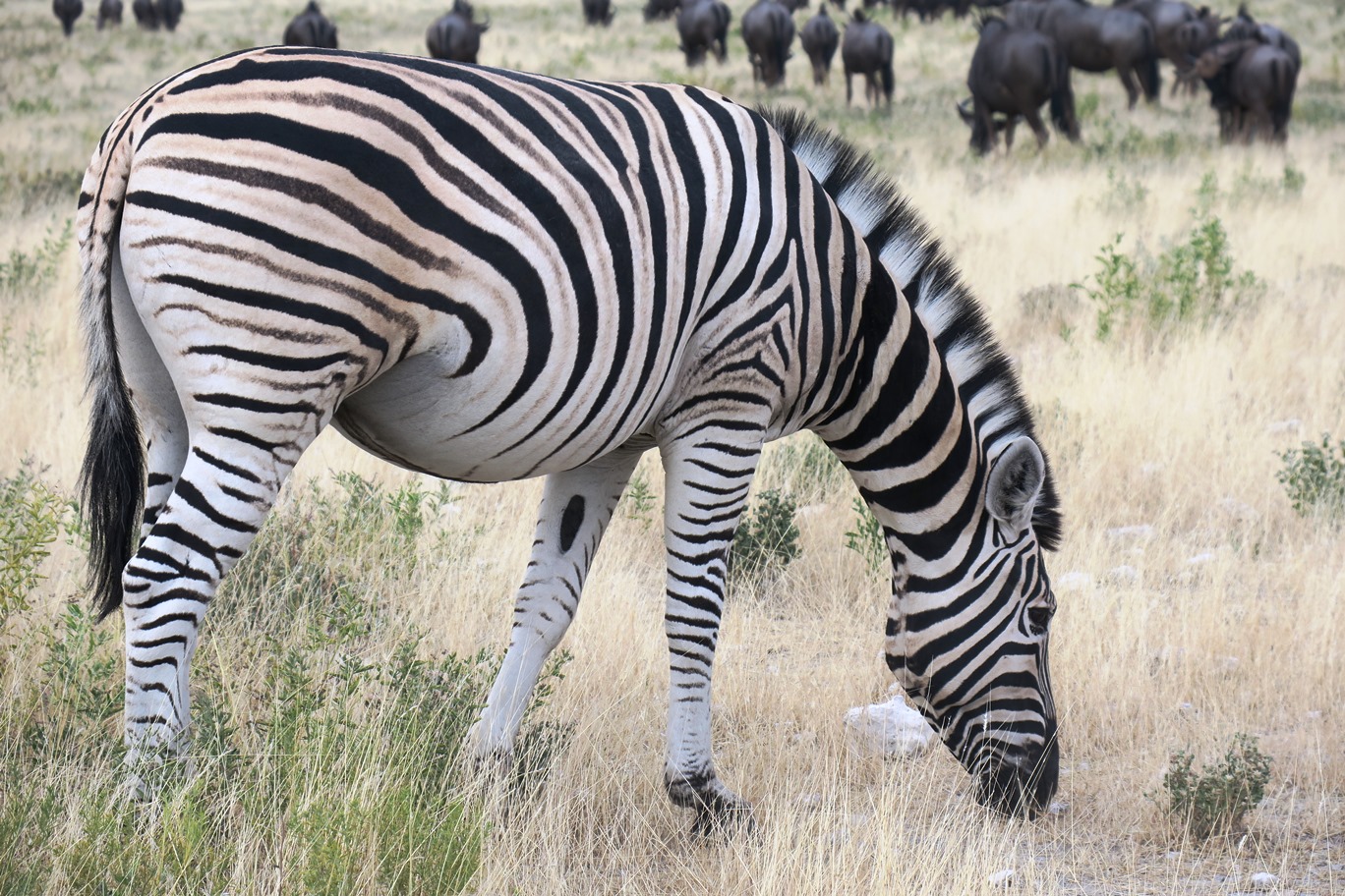 Zebra Grazing.JPG