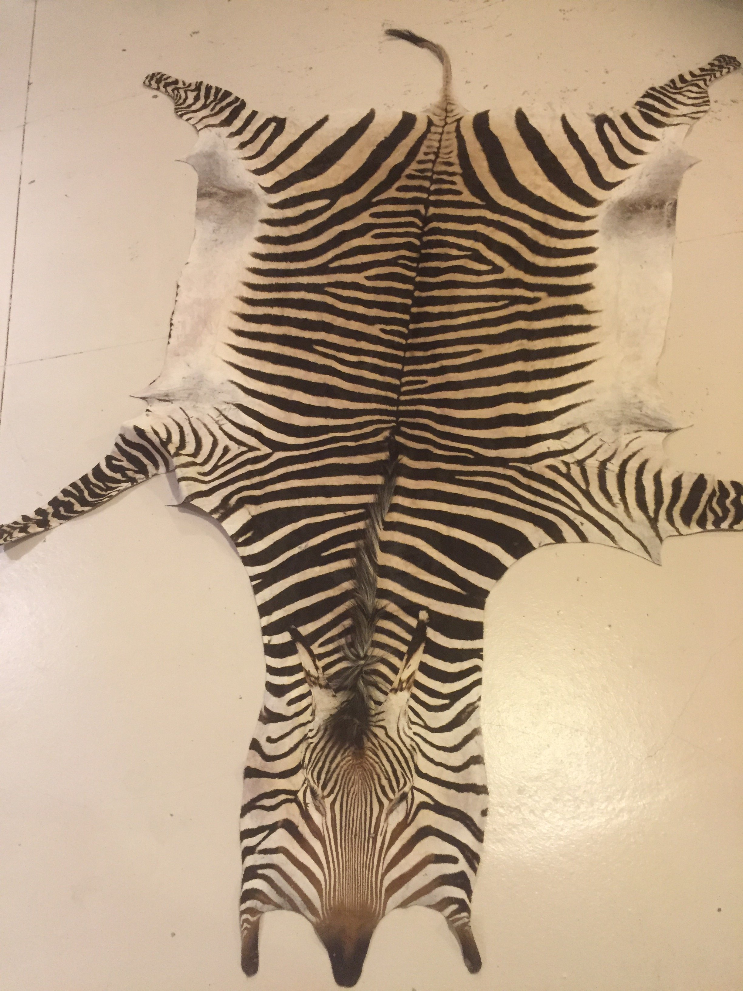 Zebra.JPG