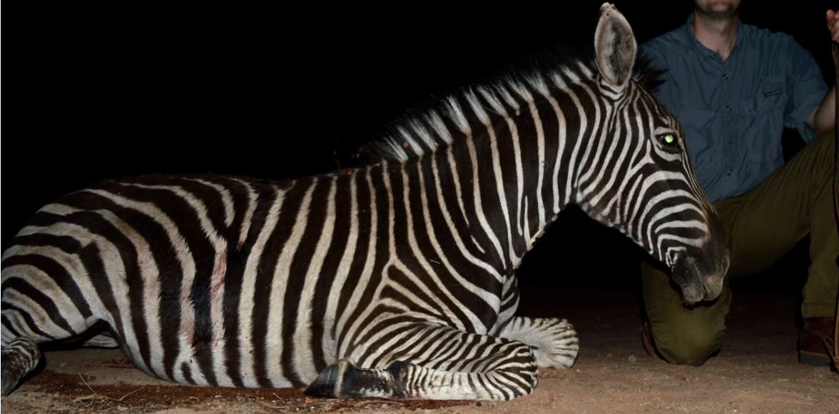 Zebra.JPG