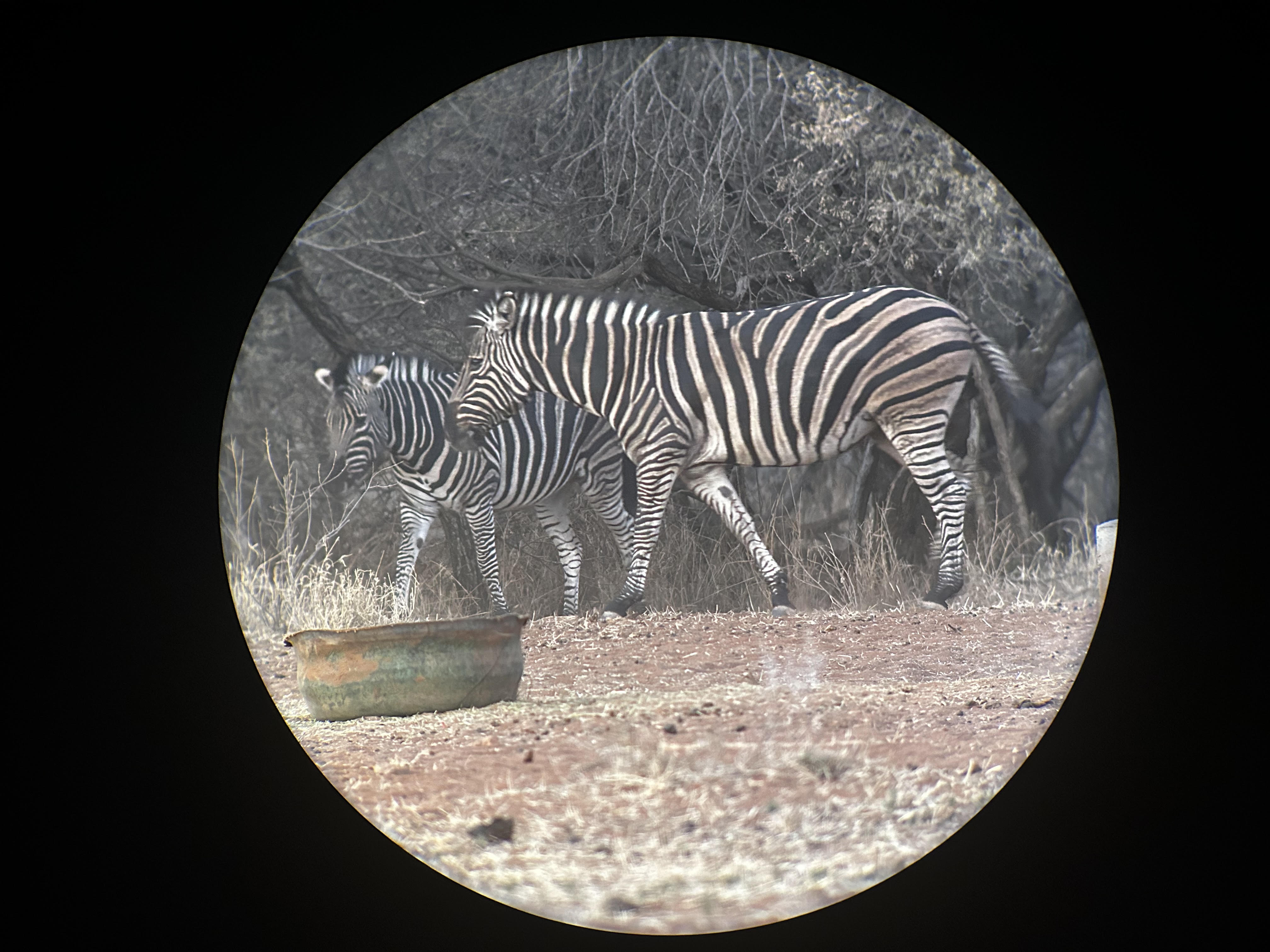 zebra.jpg