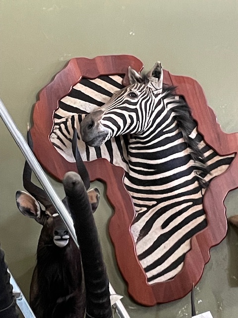 Zebra.jpg