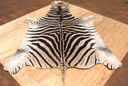 zebra rug.JPG