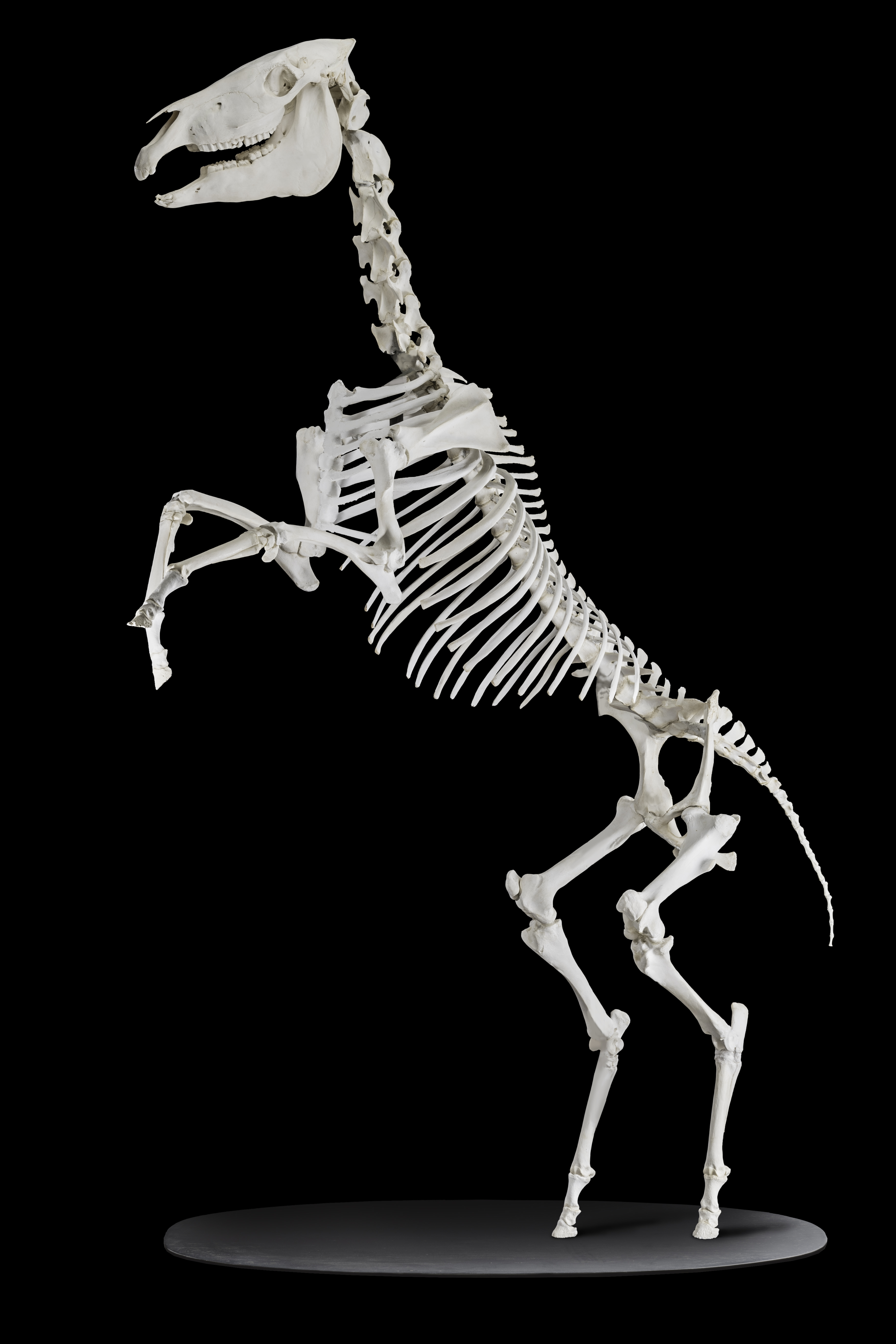 Zebra Skeleton.jpeg.jpg