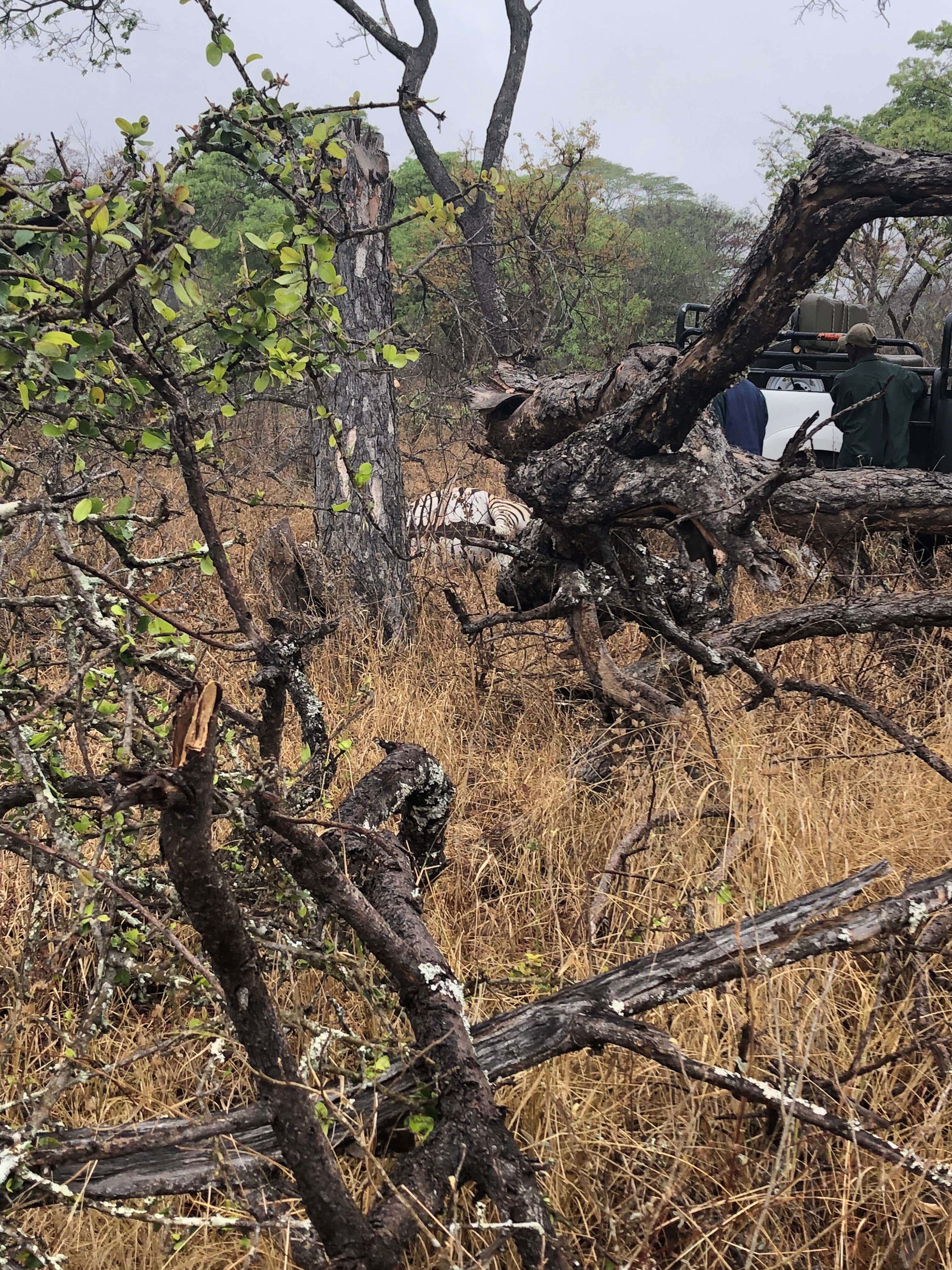 Zebra stalk and shot.jpg