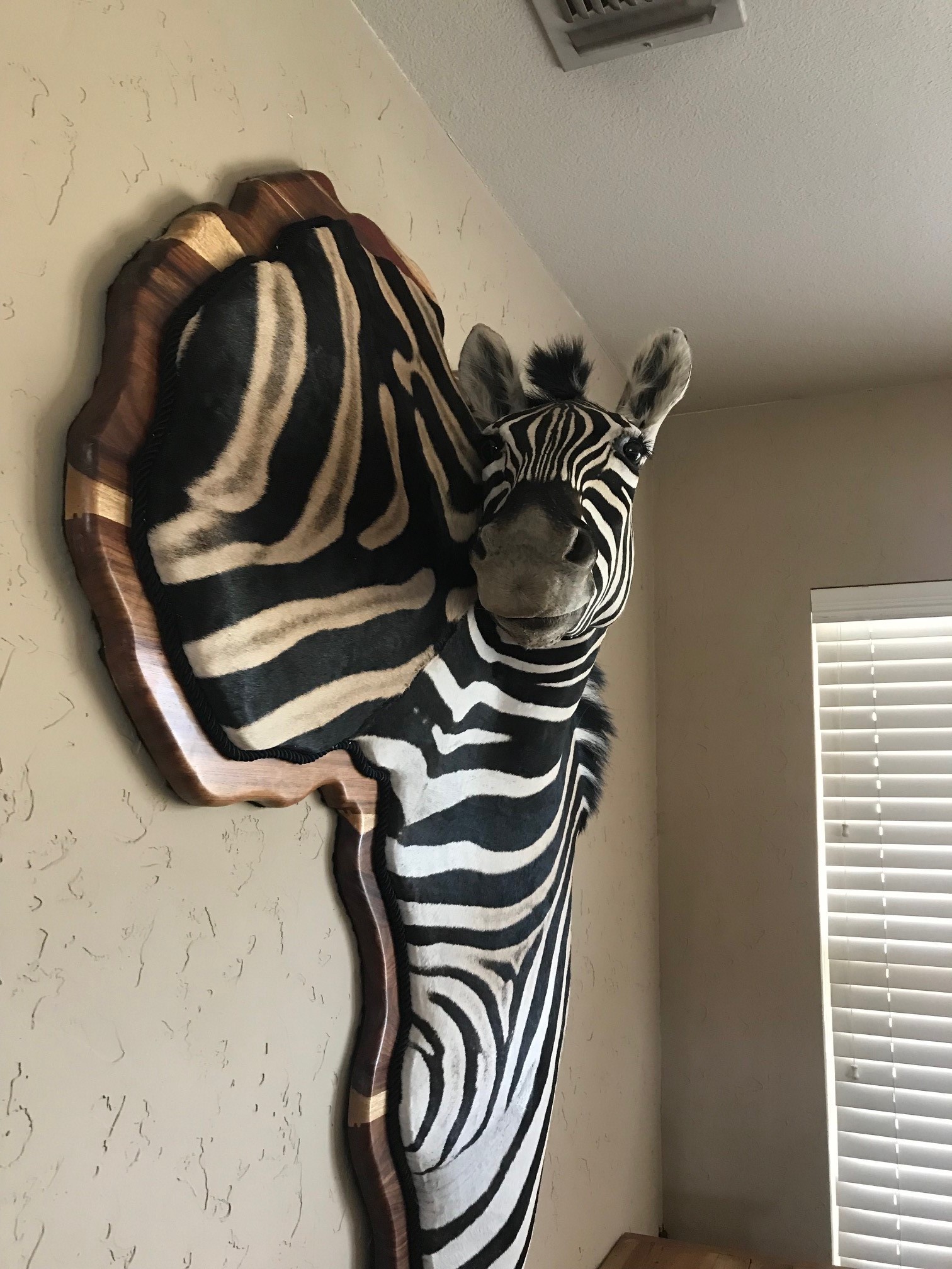 zebra1.jpg