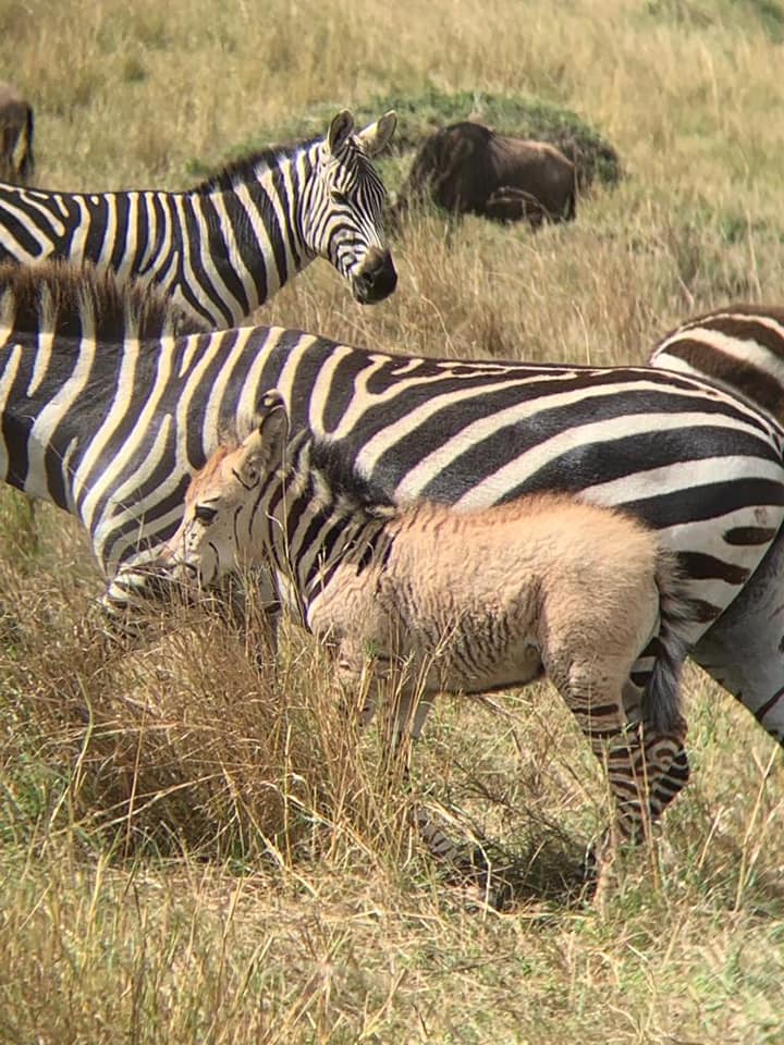 Zebra_5.jpg