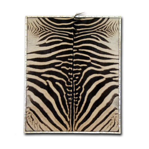 Zebra_Frame_front_500x.png