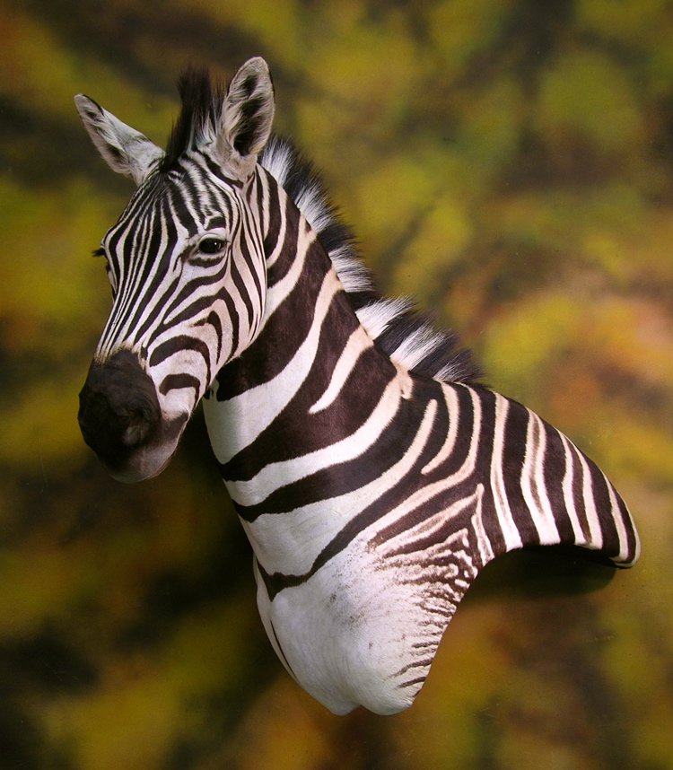 Zebra_taxidermy_2_zps2aec3008.jpg