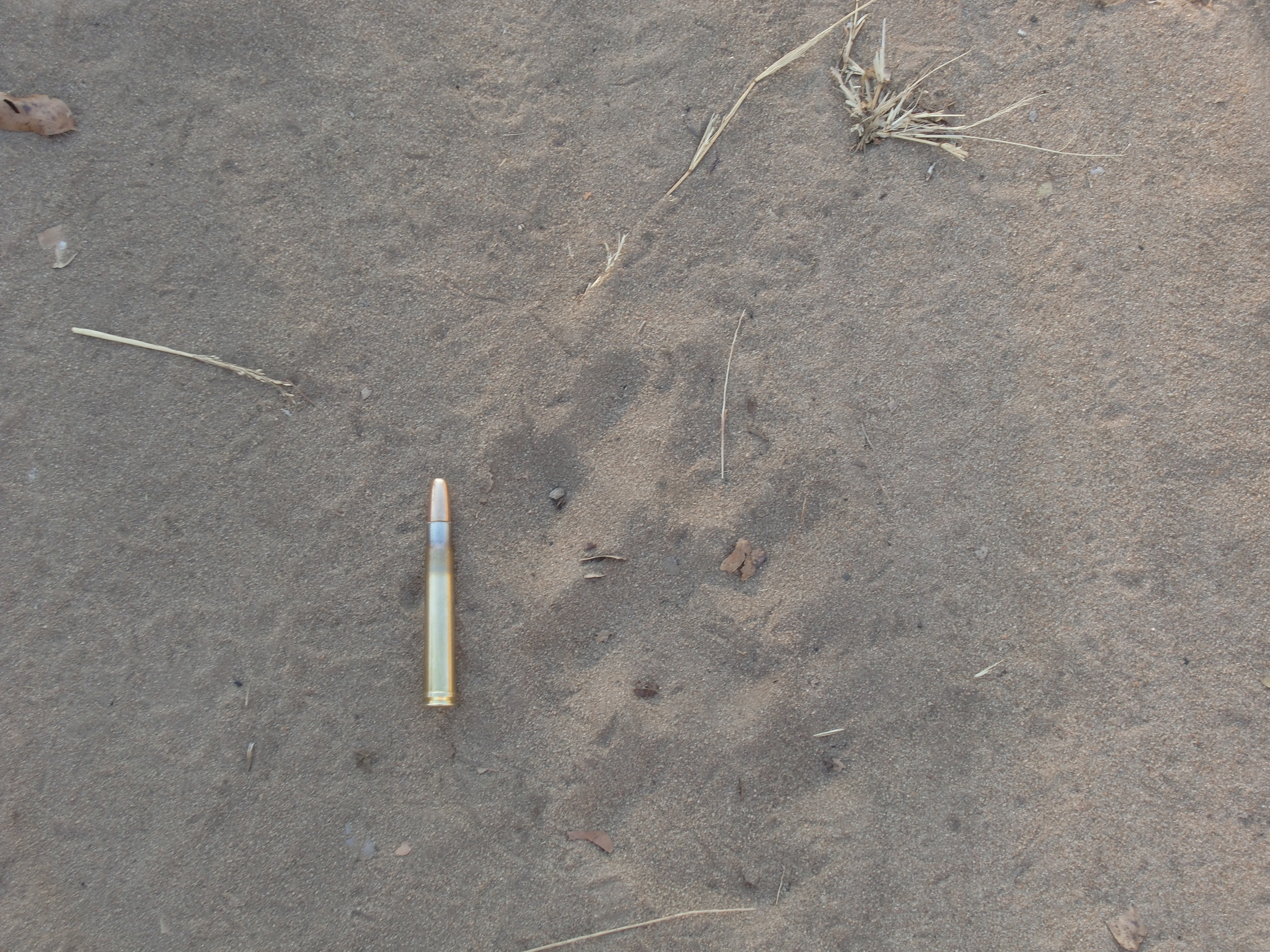 Zimb lion track.JPG