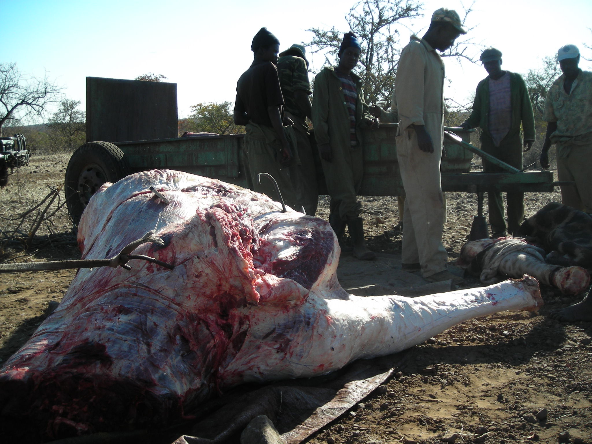 ZimbabweLemco20070726 079.jpg