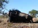 blue-wildebeest-01.jpg