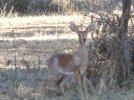 steenbok-01.jpg