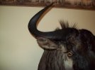 wildebeest-02.jpg