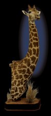 giraffe1.jpg