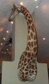 giraffe3.jpg