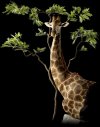 'AnimalArtistry'Boyce-GiraffePedestal.jpg