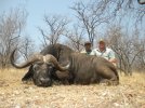 Big Cape Buffalo Bull.jpg