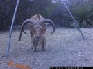 HugeAoudad640x480_zps4c43bde8.jpg