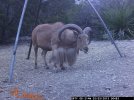 HugeAoudad2640x480_zpsd28c054f.jpg