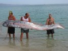 oarfish_zps43227b1f.jpeg